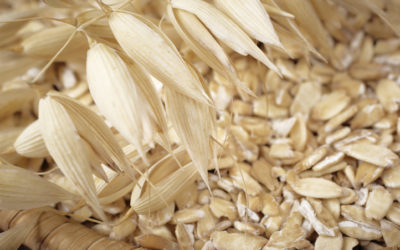 La culture de blé dur