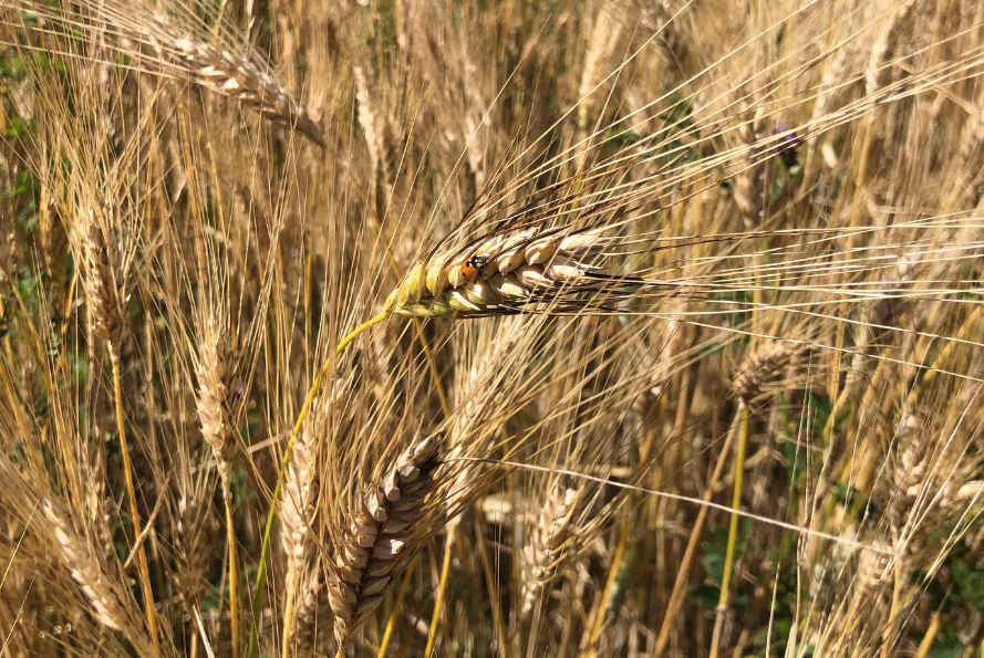 La récolte du blé dur